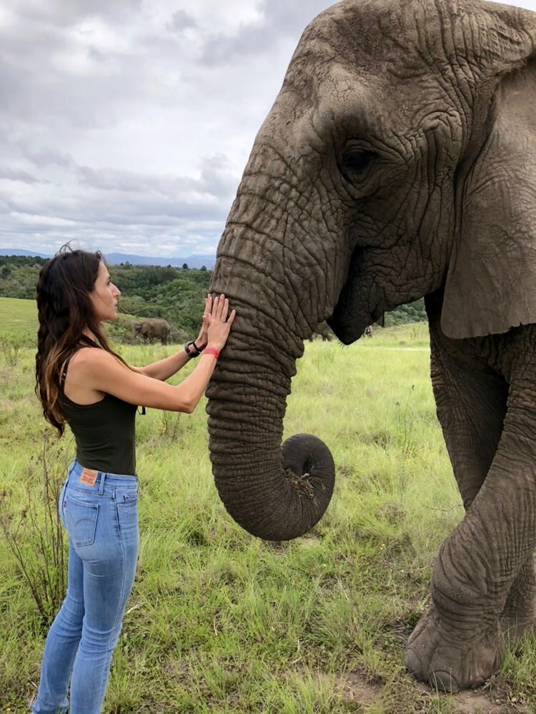 Dr Fabiola Quesada Elephant Dr Fabiola Quesada Elephant