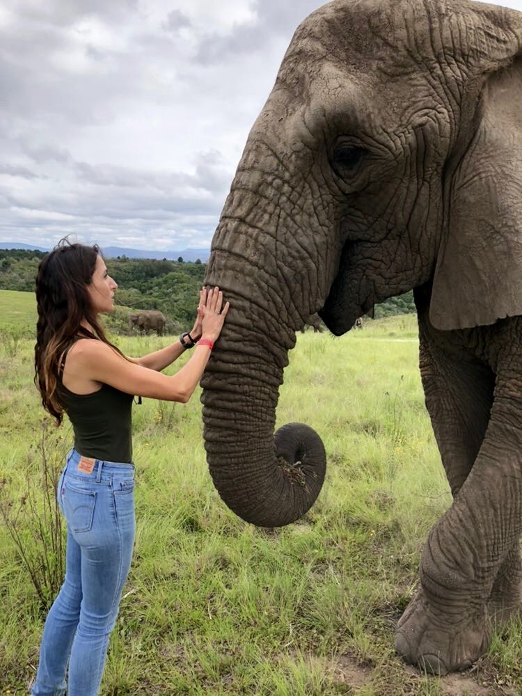 Dr Fabiola Quesada Elephant